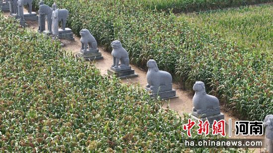 �D��u��Ⱦ�t�ĸ����c����ǧ���ʯ������ӳ��Ȥ��(�o�˙C��Ƭ)�R�� �z