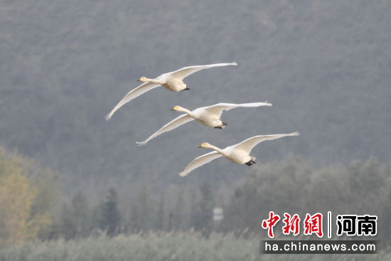 �D������Z�ڿ����w���������� �z