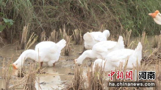 �D����Z�����g��ʳ��