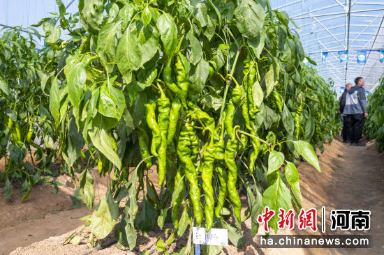 �D��F(xi��n)��չʾ���߲�Ʒ�N���ݝ�(j��)�^(q��)ί���������D